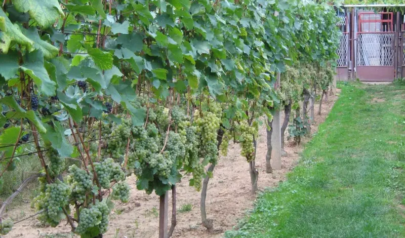 Preporuka vinogradarima - Zaštitite vinograde od plamenjače