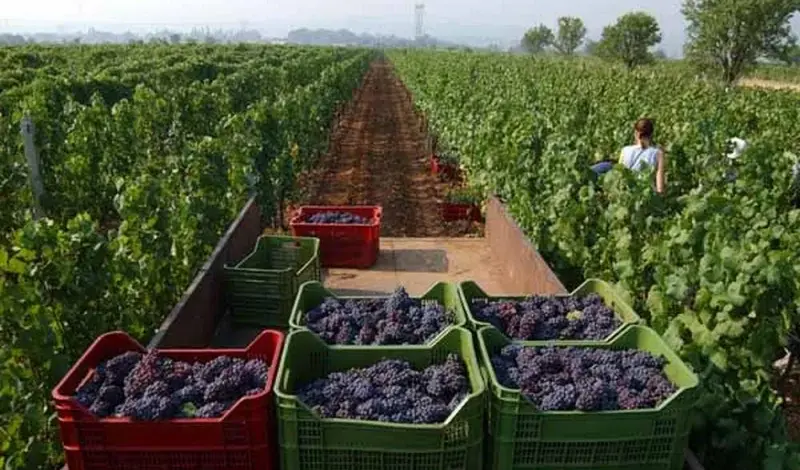 Vinogradari traže radnike za berbu, evo koliko možete zaraditi