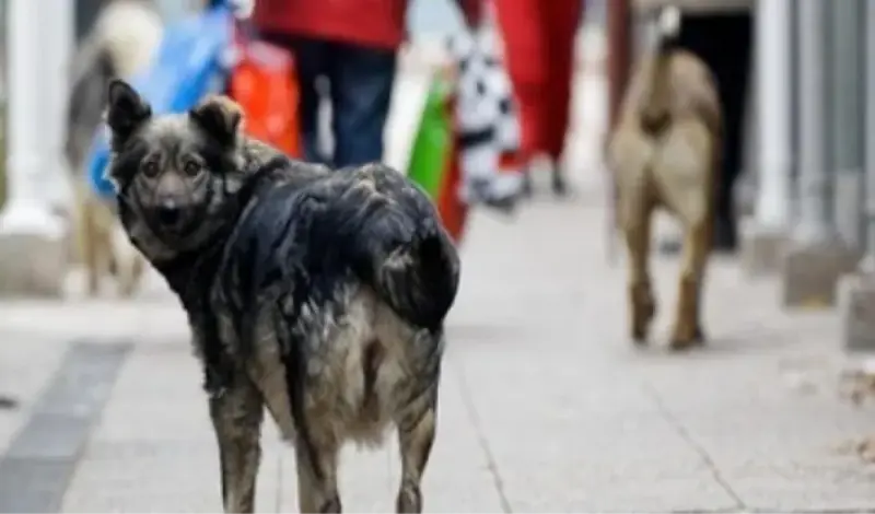 Pas napao i ugrizao 22-godišnju djevojku
