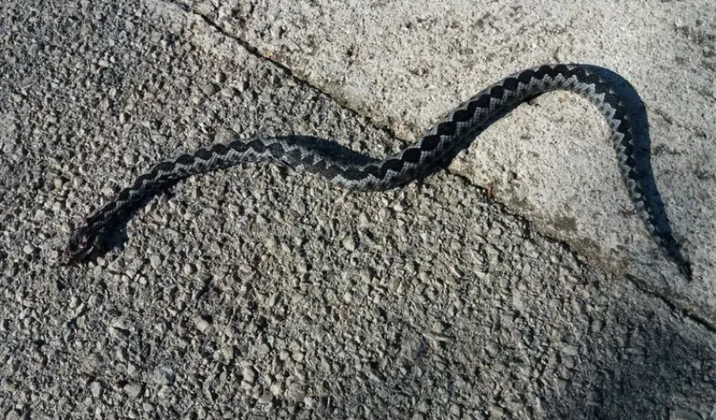 Sedmogodišnjaka u Dalmaciji ugrizao poskok!