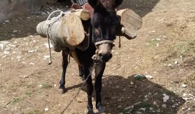 Četvrta utrka magaraca u Čapljini