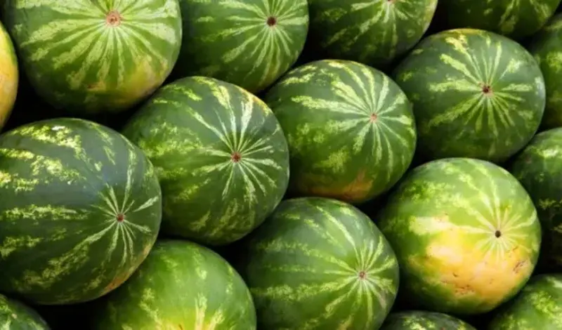 U dolini Neretve očajni: Lubenice i dinje propadaju na njivama...
