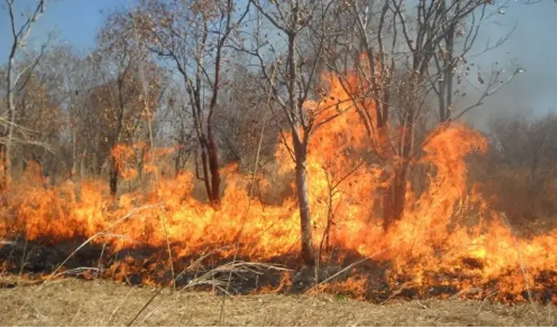 ZADAR: Među četvero uhićenih piromana i žena, policija još ne otkriva detalje