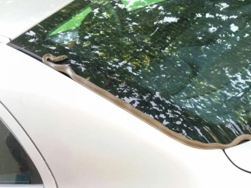 Vatrogasci uklanjali zmiju iz automobila