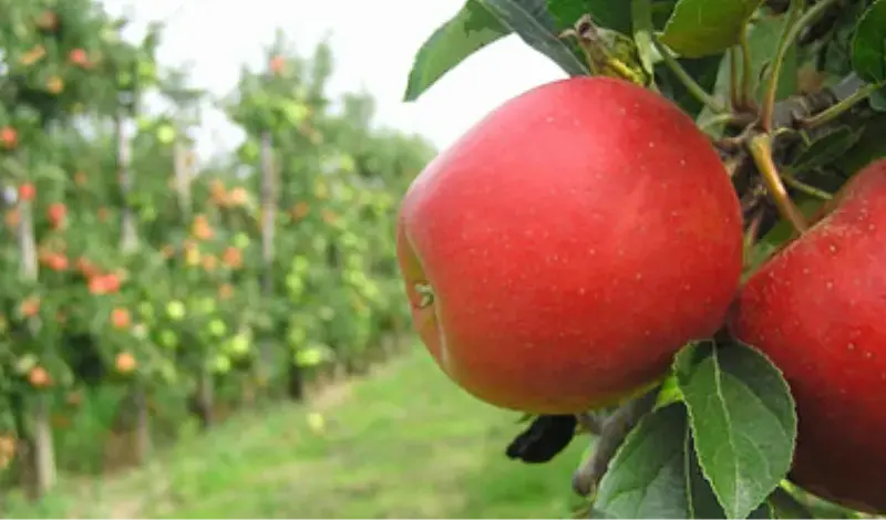 Pesticid odobren u EU utječe na razvoj mozga