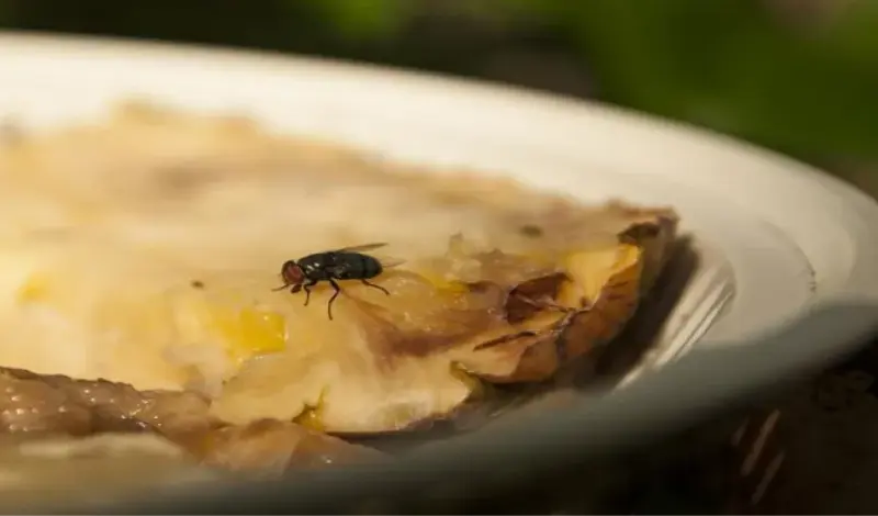 Riješite se muha pomoću ova dva jeftina sredstva