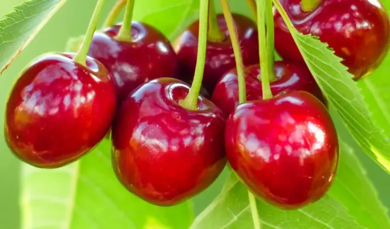 Trešnje postale luksuz: Cijena kilograma u Mostaru ide do 10 KM