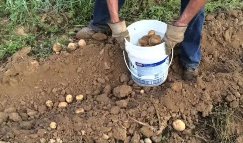 Sirijski krumpir u BiH ubija domaće proizvođače
