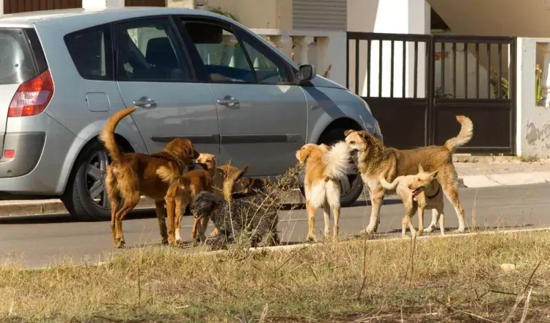 Posušje: Roditelji u strahu za djecu zbog pasa bez nadzora