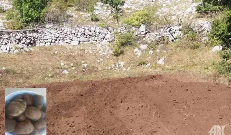 Lopovi im povadili stotine kilograma krumpira