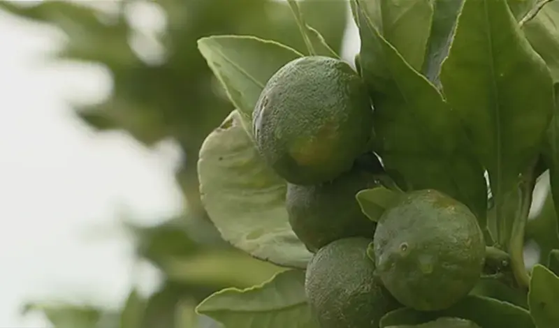 Počela berba neretvanskih mandarina, suša je ostavila traga