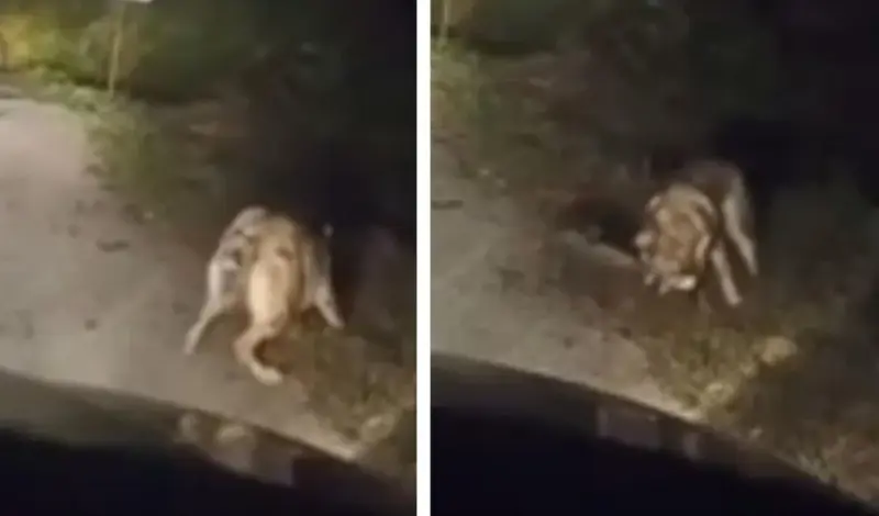 Zvijeri stigle blizu Hercegovine! 'Ovako svinje kolje vukopas, bit će toga sve više'
