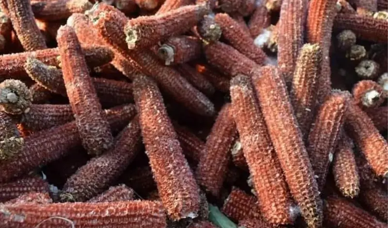 EU odobrila upotrebu GMO kukuruza u hrani