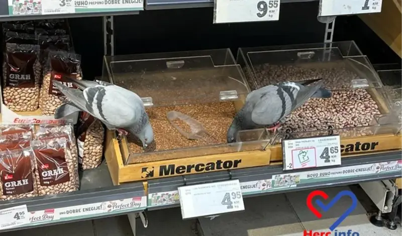 Čitatelj snimio golubove u mostarskom Mercatoru: Čistiji su od onih koji 'masiraju' jabuke