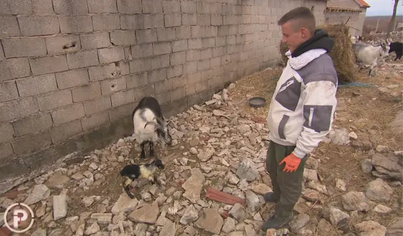 Kapa do poda za Marija Mijoča! Najveći farmer ima tek 17 godina, brine za 700 koza i jarića! I škola mu izišla u susret