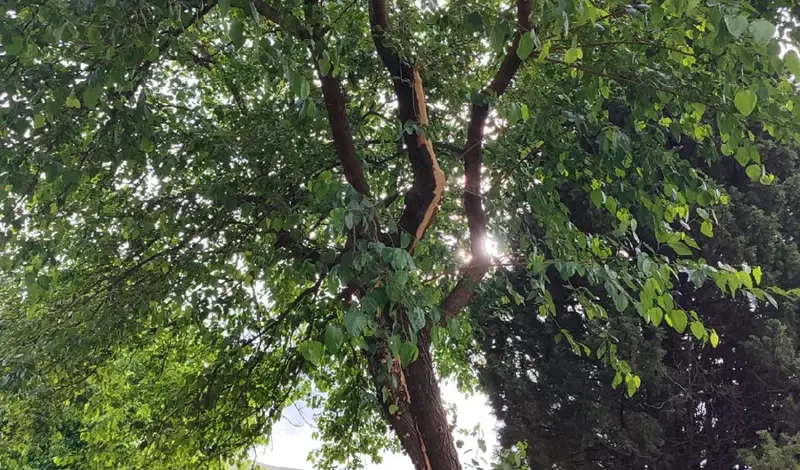 FOTO: Grom udario u drvo pored vrtića u Mostaru! Djeca, srećom, sve prespavala