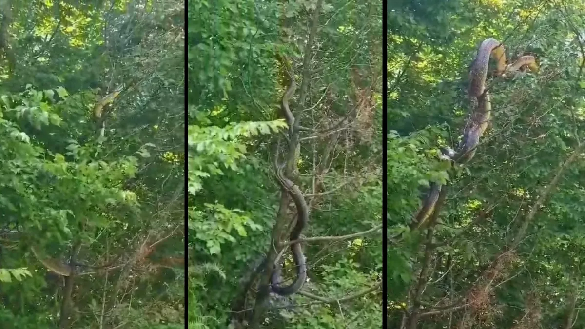 VIDEO: U Hercegovini snimljena najveća zmija!? Snimka poslana i zoolozima u Hrvatskoj