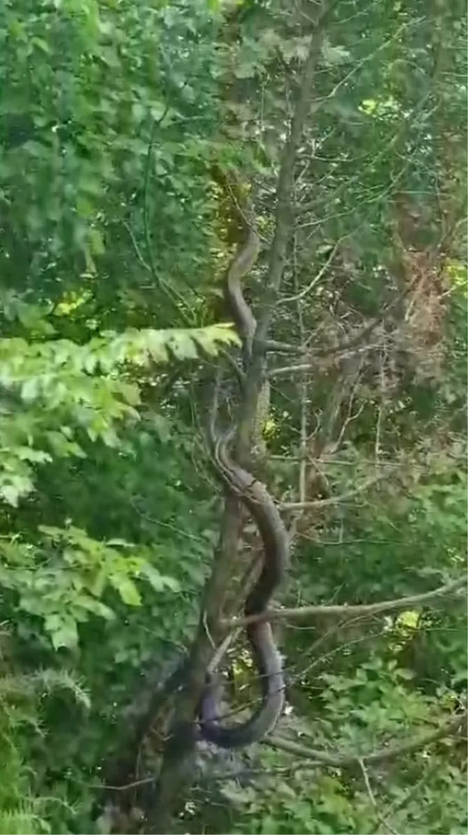 VIDEO: U Hercegovini snimljena najveća zmija!? Snimka poslana i zoolozima u Hrvatskoj