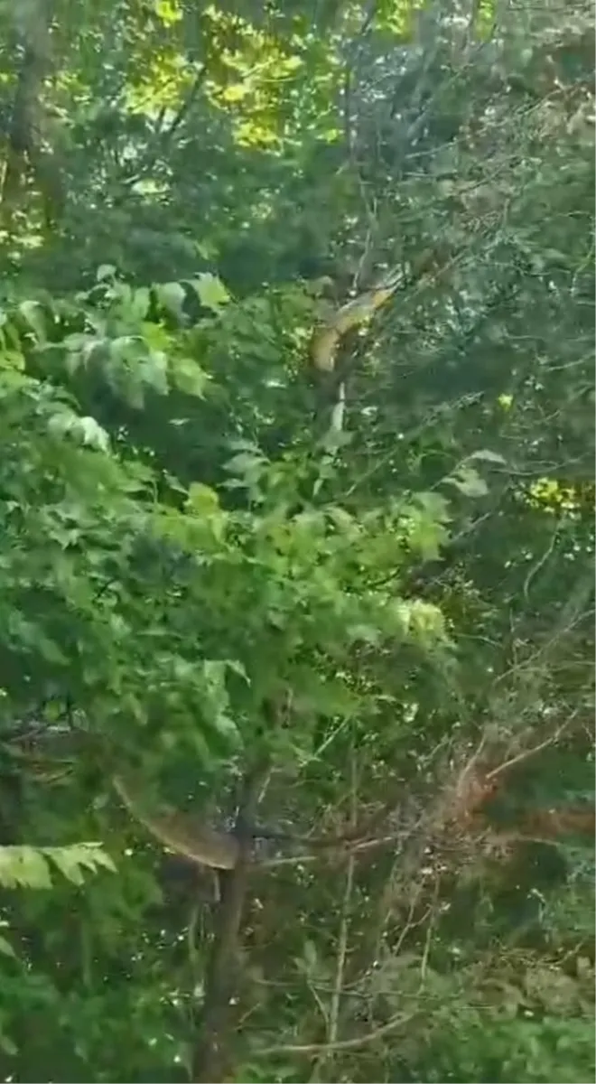 VIDEO: U Hercegovini snimljena najveća zmija!? Snimka poslana i zoolozima u Hrvatskoj