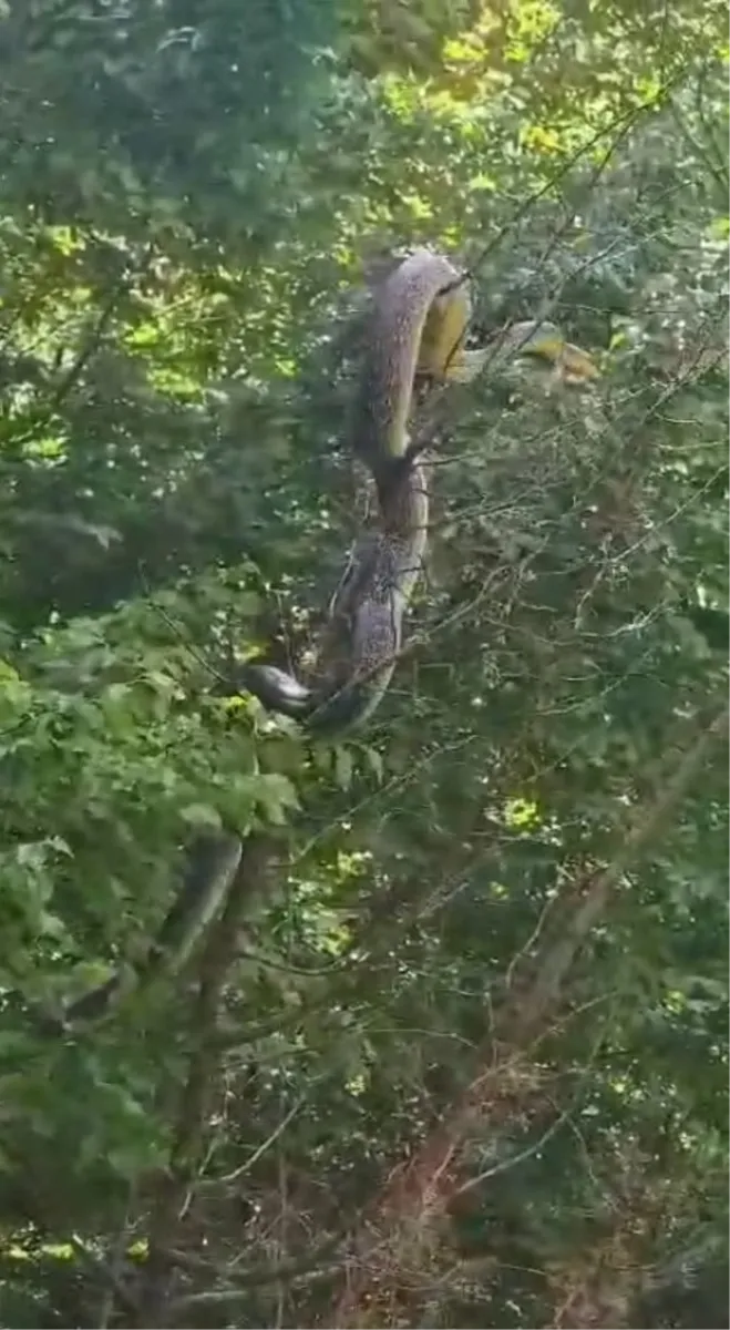 VIDEO: U Hercegovini snimljena najveća zmija!? Snimka poslana i zoolozima u Hrvatskoj