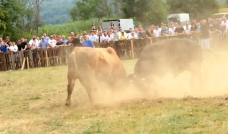 Bik Brizan pobijedio na 'Ilijinu brdu' pa se zaletio u publiku da proslavi