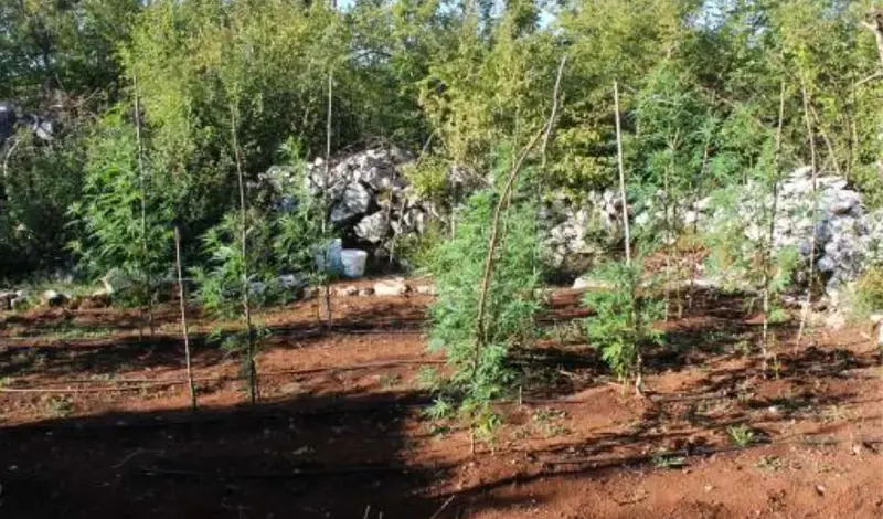 Uhićen dok je zalijevao stabljike indijske konoplje