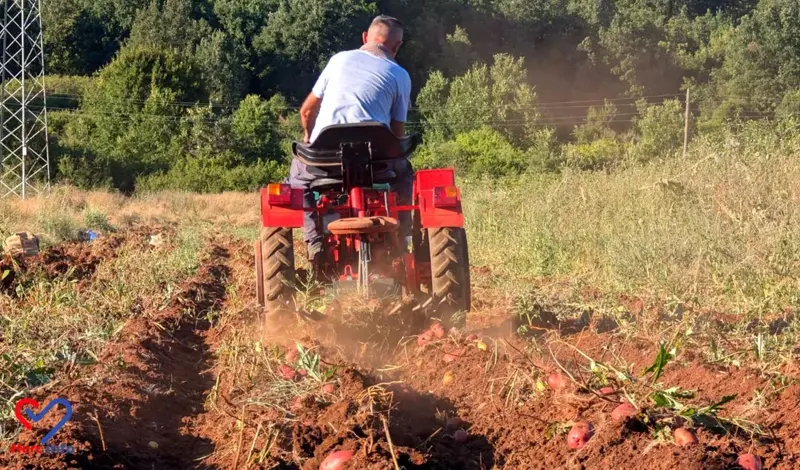 Koje povrće uspijeva jedno pored drugog? Evo koje se kombinacije posebno dobro slažu