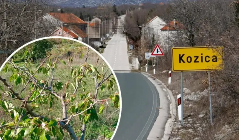 Ovo se ne pamti podno Biokova: Stari kažu, ako voćke procvjetaju na jesen, zima će biti jaka i duga