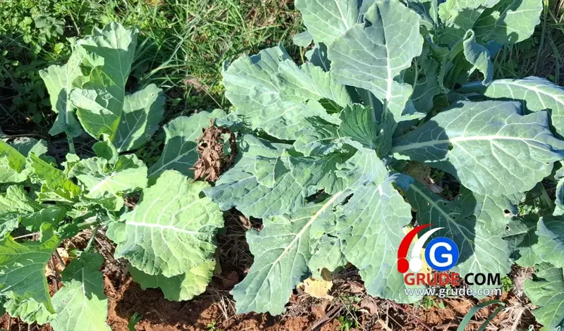 Raštika - najzdravije i najskuplje povrće na svijetu VIDEO