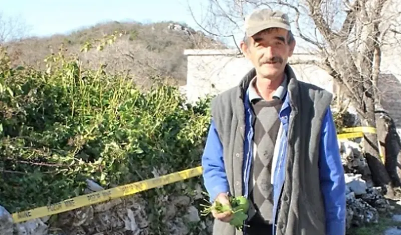 Umirovljenik Ilija bere samo jednu biljku i uzme više od 150 eura dnevno, sve izveze u Njemačku