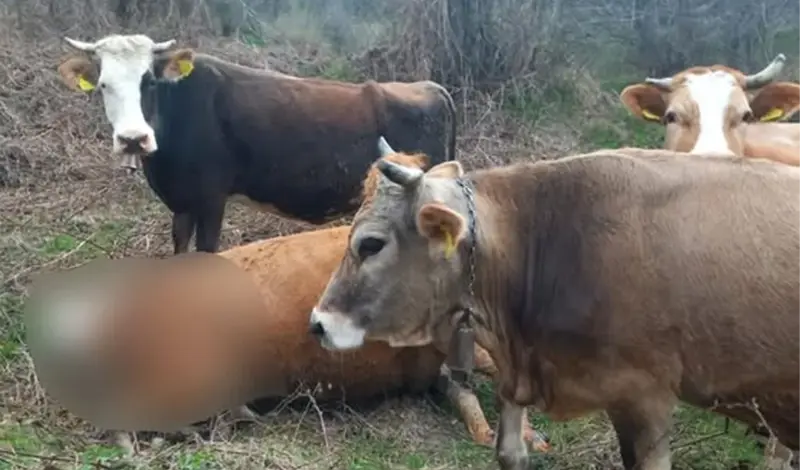 Medvjed usred dana ubio kravu
