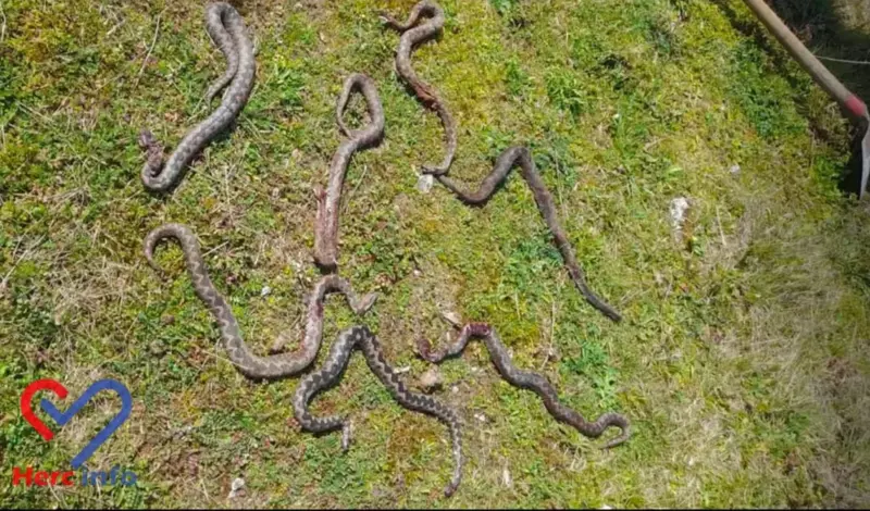 Hercegovac krenuo u berbu kuka pa u blizini kuće naišao na jeziv prizor. Poskoci su bili posvuda...