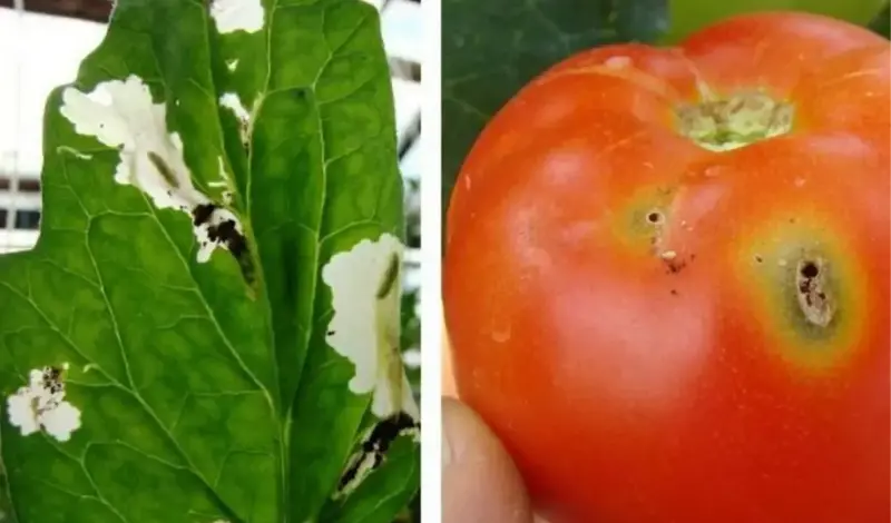 Opasni štetnik prijeti nasadima rajčice u Hercegovini