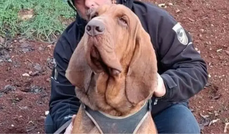 Psu koji je spasio 9 života bacili kobasicu s ekserima, uginuo je u mukama