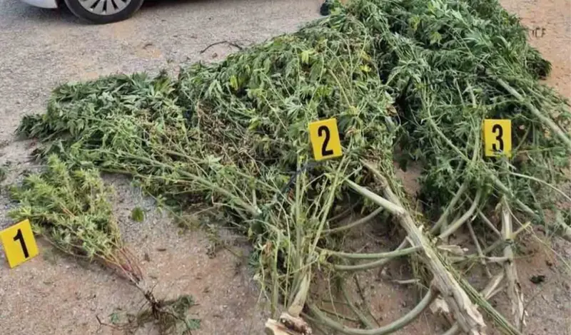 U plasteniku mu pronašli oko 50 kilograma marihuane