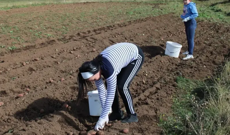 Ljetni led desetkovao urod krumpira na Blidinju! Mišo Mandić: Katastrofa, cijelo ljeto...