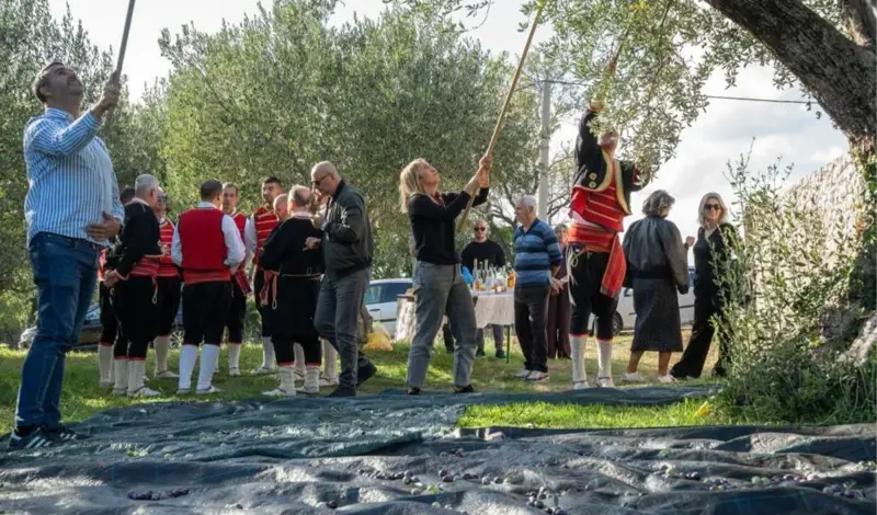 Zatvoreni ''Dani berbe maslina u Hercegovini'': Prezentirano tradicionalno branje i prerada ulja 