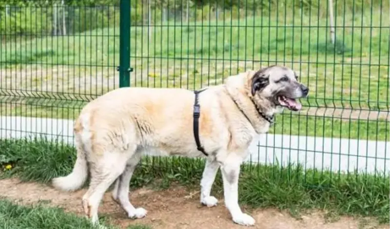 Pas kangal rastrgao muškarca, susjedi svjedočili drami