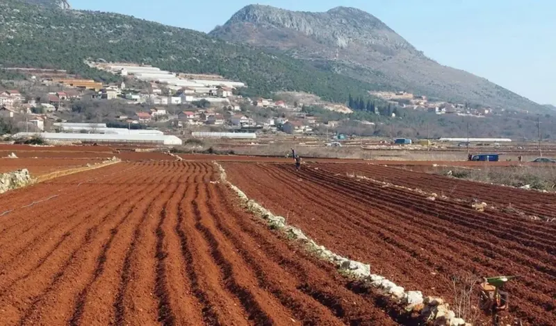 Ljubušaci zasadili 85 posto planirane količine krumpira