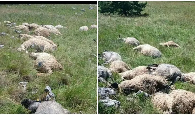 Kaos diljem Hercegovine: GROM UBIO OVCE NA KUPRESU, nevrijeme u Čitluku, Nevesinju, Bugojnu...
