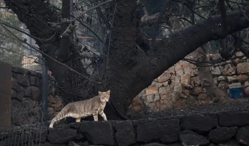 Zašto se požari brzo šire? Ovo drvo je jedan od krivaca, ali i mi koji smo odbacili koze i ovce