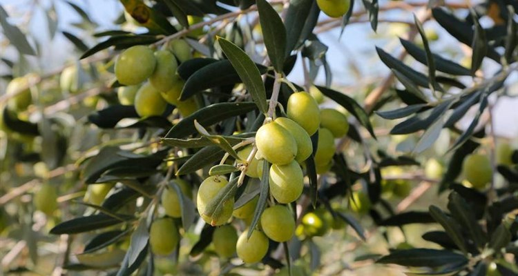 Popisuju se maslinici u općini Grude radi zajedeničkog brendiranja