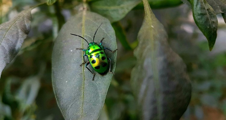 Zastrašujuće upozorenje doktora Varona: 'Kukci su odjednom nestali'