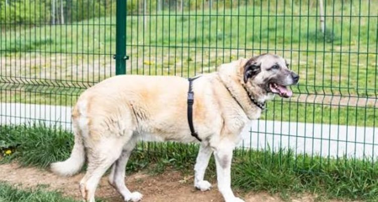 Pas kangal rastrgao muškarca, susjedi svjedočili drami