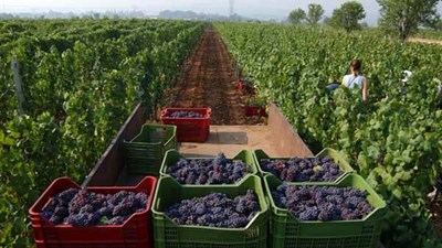 Vinogradari traže radnike za berbu, evo koliko možete zaraditi