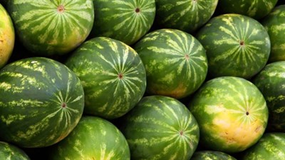 U dolini Neretve očajni: Lubenice i dinje propadaju na njivama...