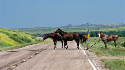 Livno: Počinje obilježavanje divljih konja GPS ogrlicama