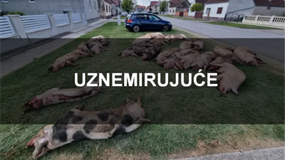 Ministar poljoprivrede: Ne isključujem da se radi o specijalnom ratu protiv Hrvatske