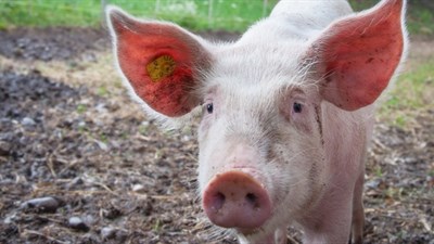 Svinjogojci upozoravaju: Gubimo tržište zbog prekomjernog uvoza