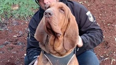 Psu koji je spasio 9 života bacili kobasicu s ekserima, uginuo je u mukama